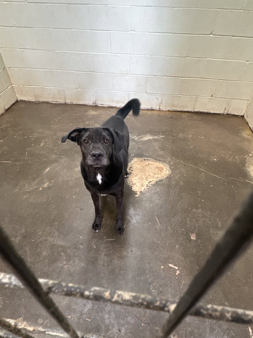 CHIZZO - Black Labrador Retriever / Shar Pei available for adoption