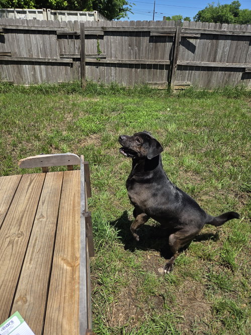 CHIZZO - Black Labrador Retriever / Shar Pei available for adoption