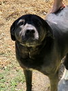 Chizzo - Photo 2