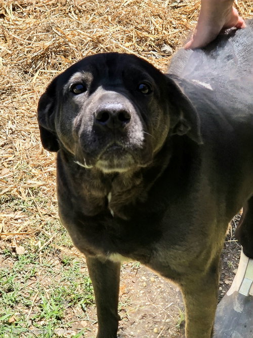 CHIZZO - Black Labrador Retriever / Shar Pei available for adoption