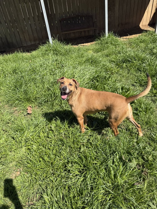 NANNERZ - Hound available for adoption
