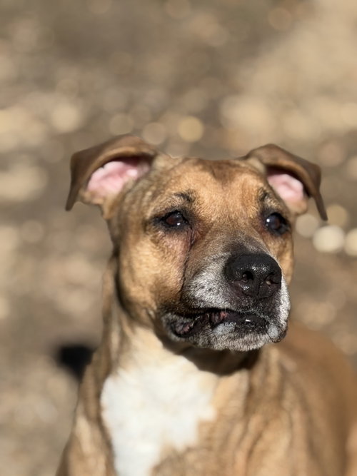 NANNERZ - Hound available for adoption
