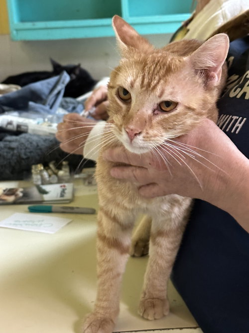 JAKE WYNDHAM - Domestic Short Hair available for adoption