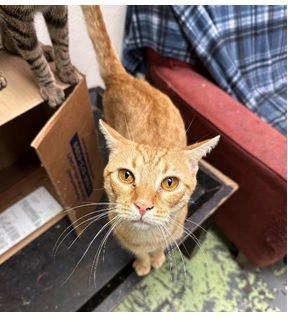 adoptable Cat in Jackson, MS named Jake Wyndham