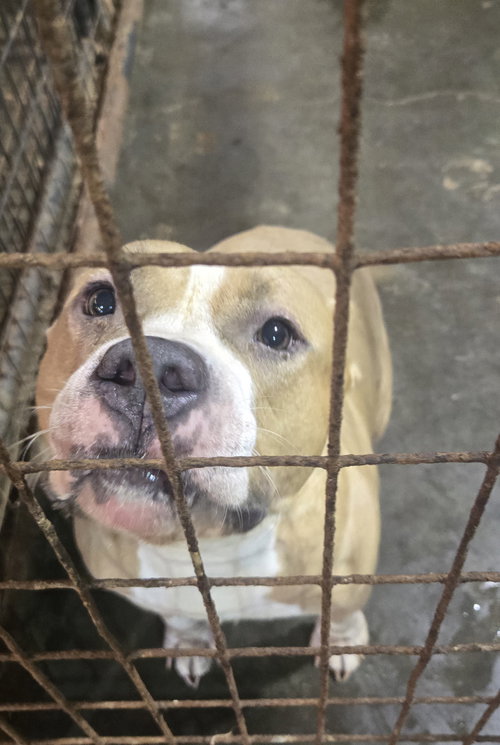 GRATEFUL - American Pit Bull Terrier available for adoption