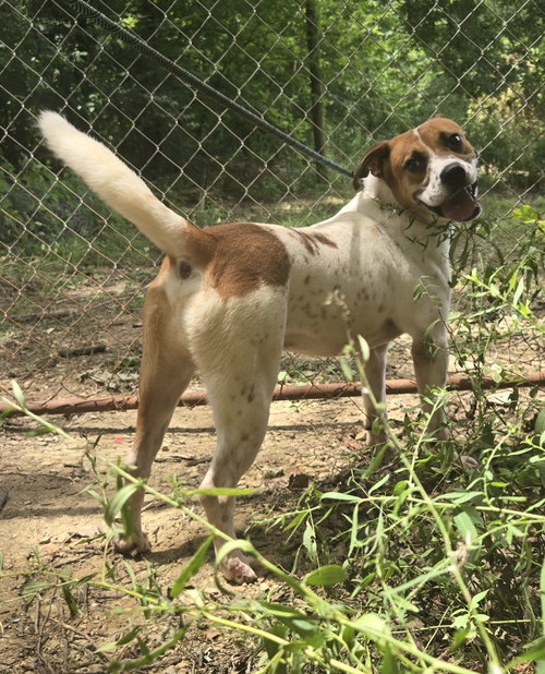 animal-image