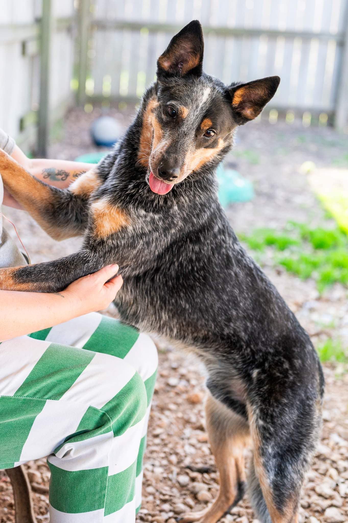 adoptable Dog in Jackson, MS named K C