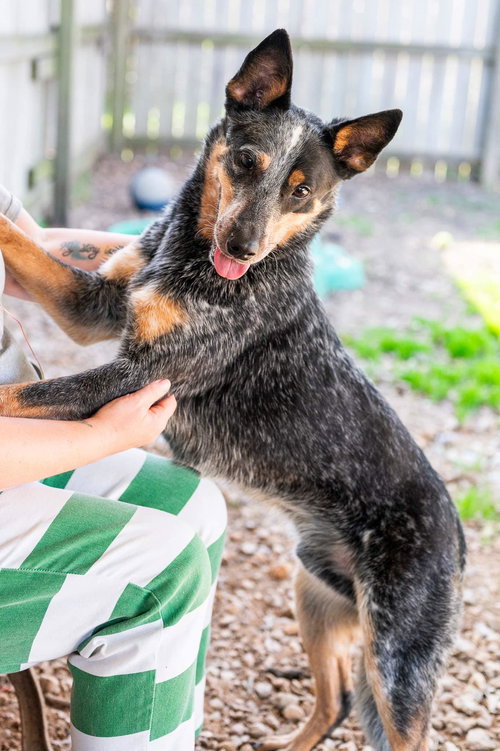 K C - Australian Cattle Dog/Blue Heeler available for adoption