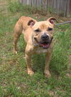 adoptable Dog in  named Billie Jean (Goldilocks)