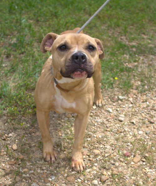 BILLIE JEAN (GOLDILOCKS) - American Staffordshire Terrier available for adoption