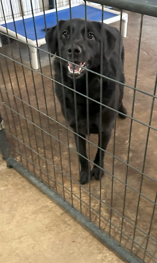 MAURA - Black Labrador Retriever available for adoption