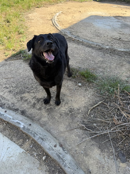 Maura, an adoptable Black Labrador Retriever in Jackson, MS
