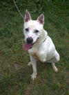 adoptable Dog in  named Tra La La