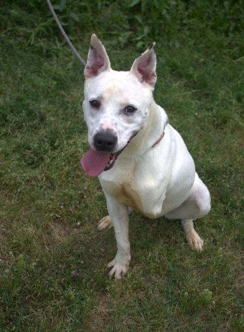 TRA LA LA - Unknown available for adoption