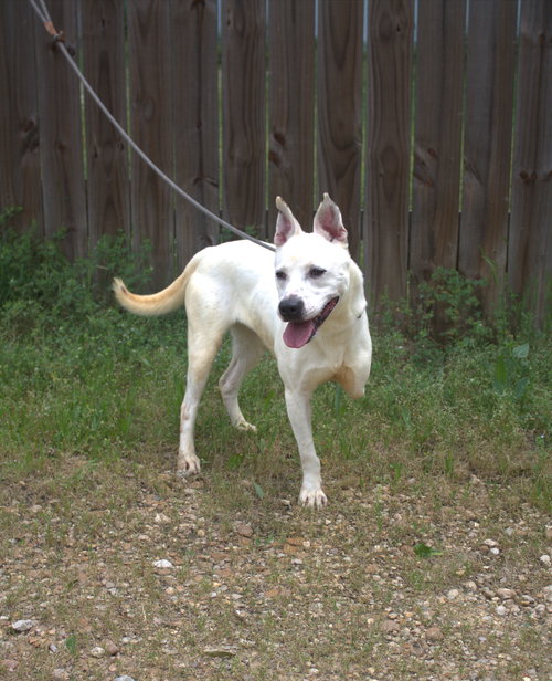 TRA LA LA - Unknown available for adoption