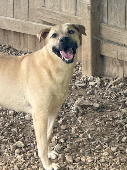 BIONDA - Yellow Labrador Retriever / Basset Hound available for adoption