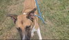 Duke - Photo 1