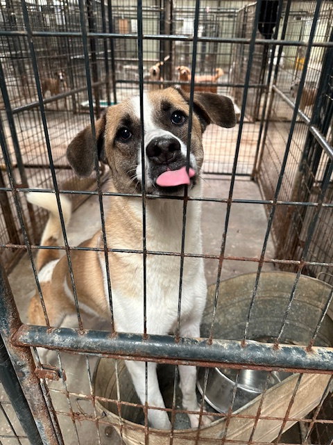 SONNY - Shepherd available for adoption