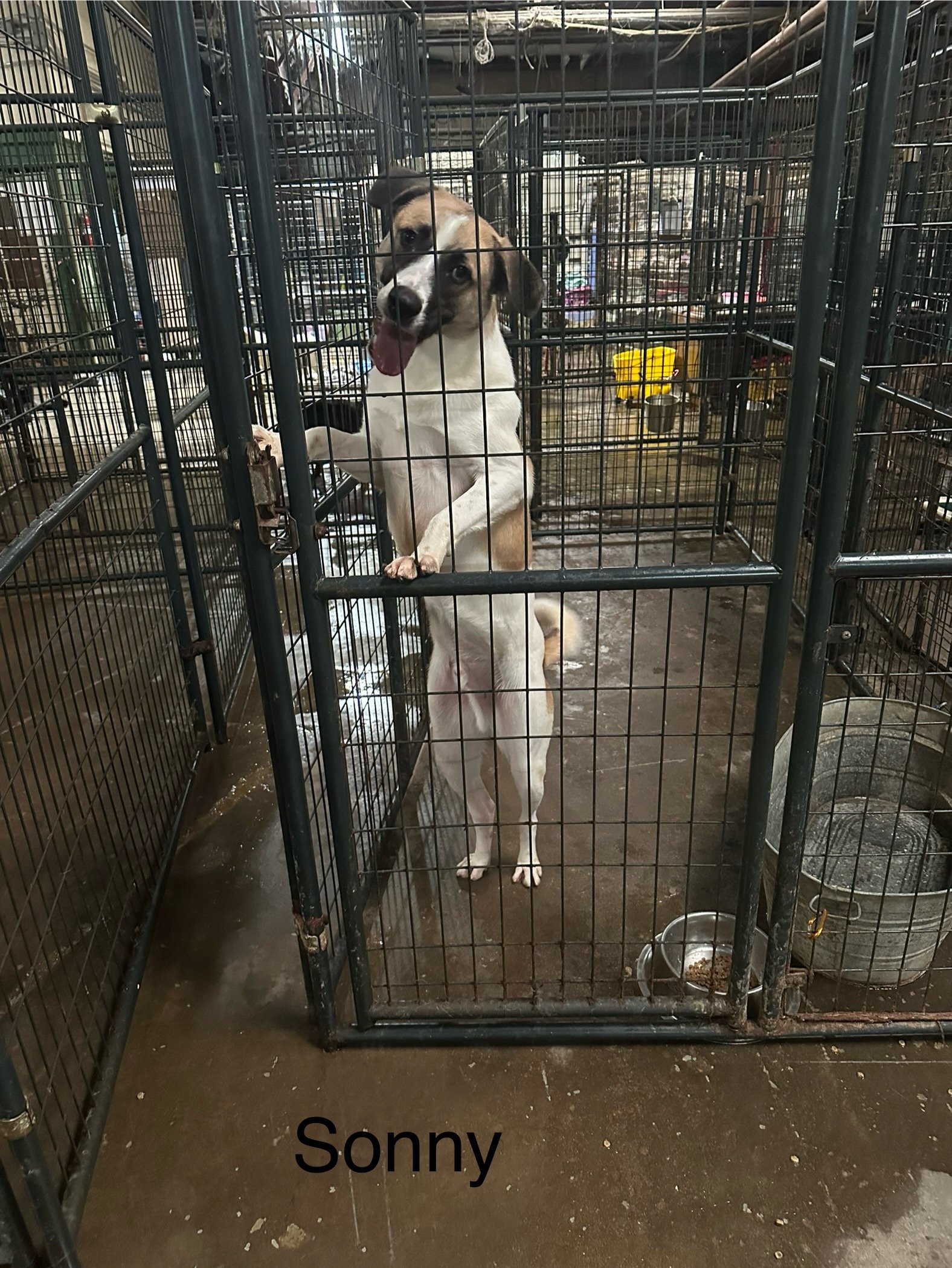 adoptable Dog in Jackson, MS named Sonny