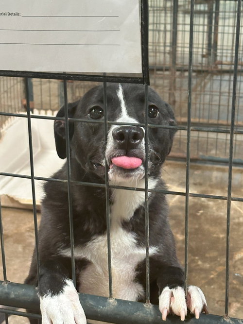 IOLA - Border Collie available for adoption