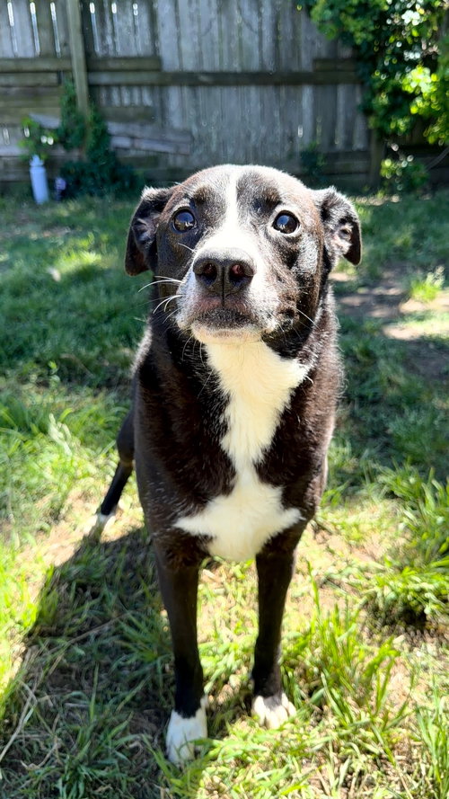Iola, an adoptable Border Collie in Jackson, MS