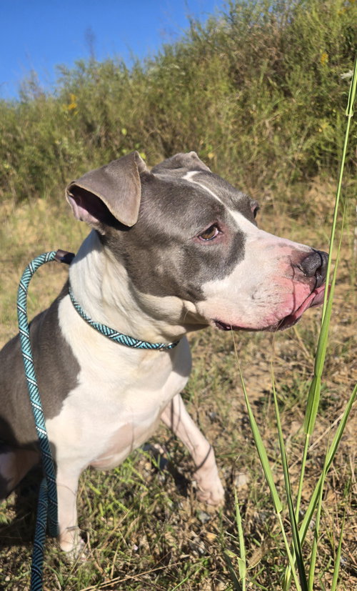 TREASURE - American Staffordshire Terrier available for adoption