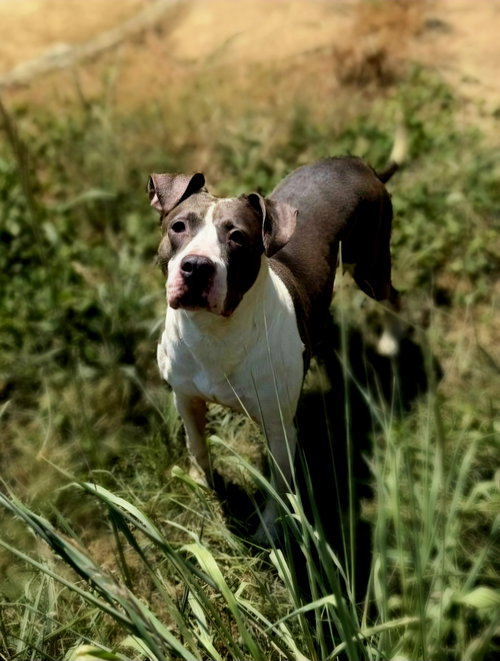 Treasure, a dog for adoption from Animal Rescue Fund of MS