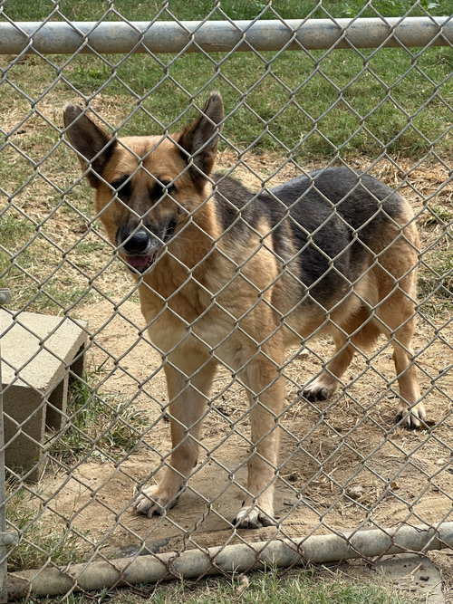 BERNADETTE - German Shepherd Dog available for adoption