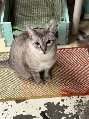 adoptable Cat in Jackson, MS named Kiki