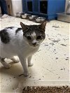adoptable Cat in jackson, MS named Shelly
