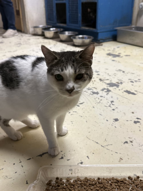 picture of the cat needing adoption