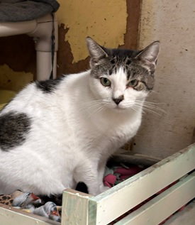 SHELLY - Domestic Short Hair available for adoption