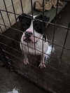 Elvis - Photo 1