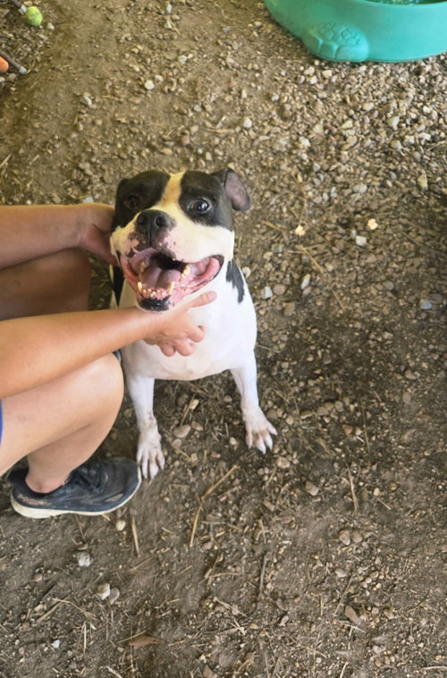 Elvis, a dog for adoption from Animal Rescue Fund of MS