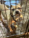 adoptable Dog in  named Camo