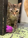 Abbie - Photo 2