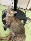adoptable Cat in jackson, MS named Abbie