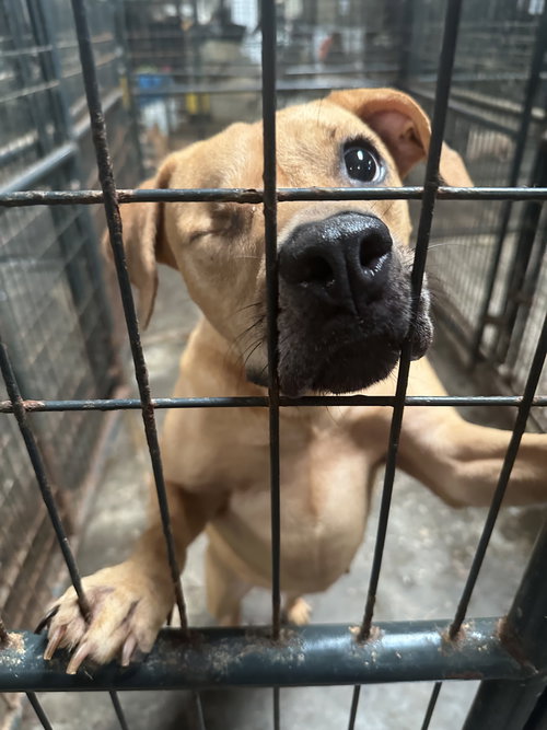 KRIS SUNDAY - Yellow Labrador Retriever available for adoption
