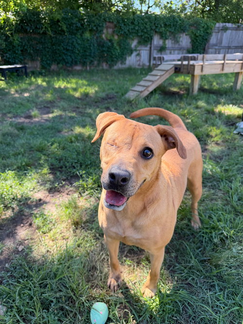 Kris Sunday, an adoptable Yellow Labrador Retriever in Jackson, MS
