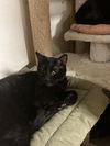 adoptable Cat in , MS named Boogaloo