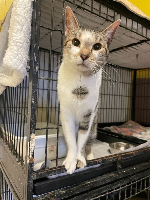 adoptable Cat in Jackson, MS named Care Bear