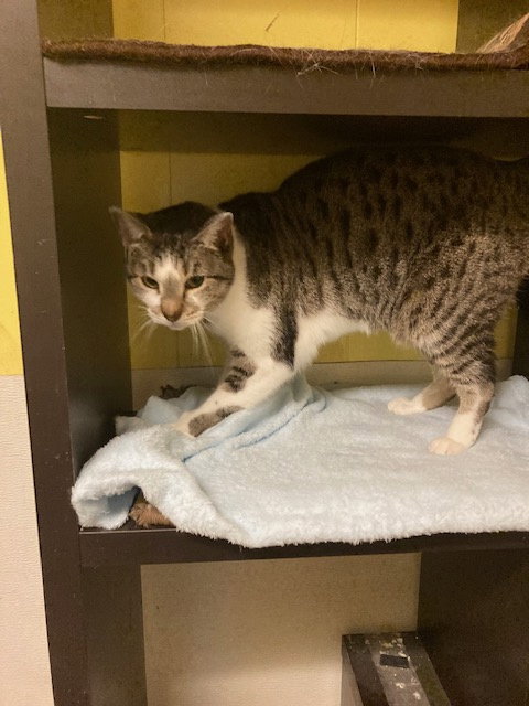 CARE BEAR - Domestic Short Hair available for adoption