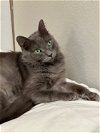 adoptable Cat in jackson, MS named Chief