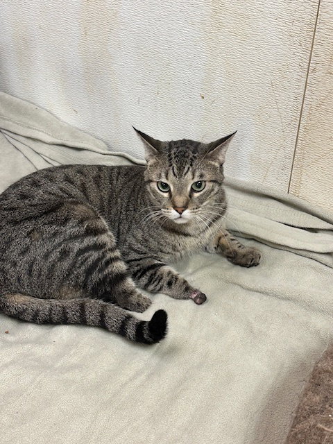 picture of the cat needing adoption