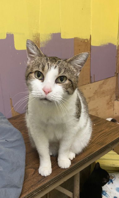 adoptable Cat in Jackson, MS named Mama Mia