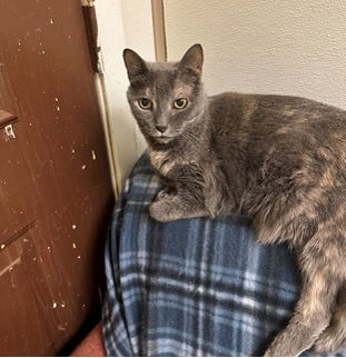 adoptable Cat in Jackson, MS named Memaw