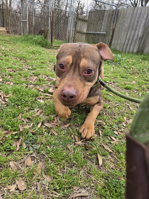 Redemption, an adoptable American Staffordshire Terrier in Jackson, MS