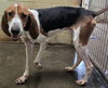 Jethro - Photo 4