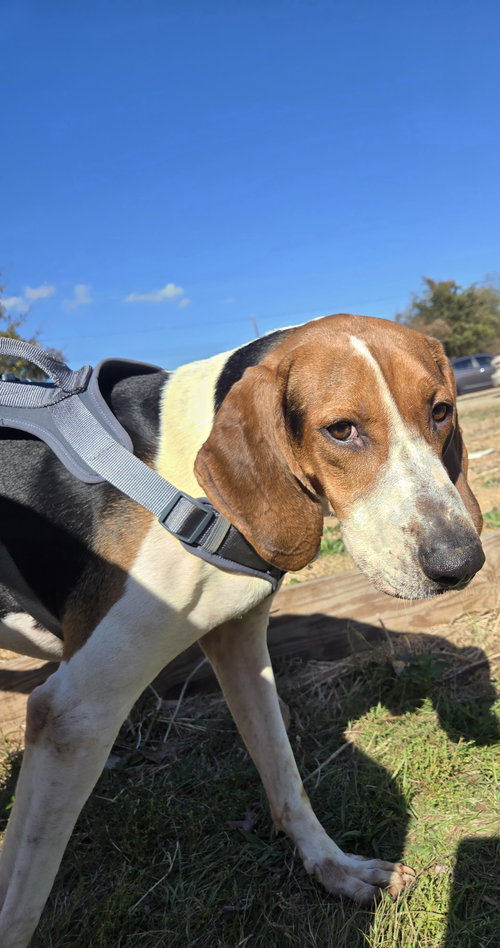 JETHRO - Coonhound available for adoption