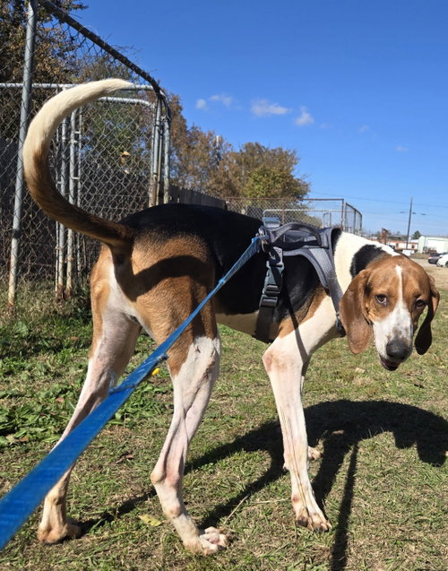 Photo of Jethro